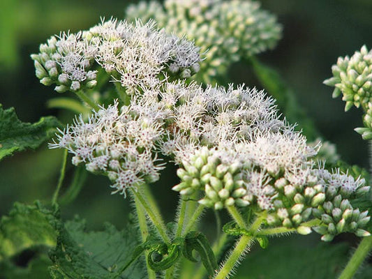 Tall White Boneset seeds Eupatorium perfoliatum producing native thoroughwort plants
