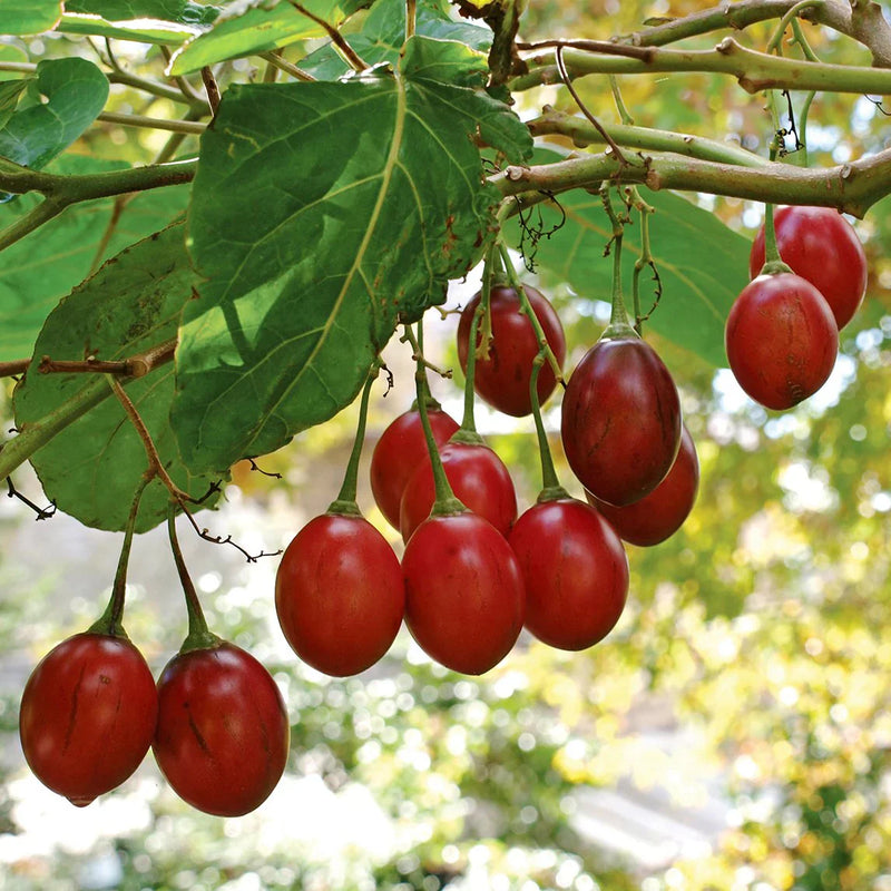 Tamarillo Seeds - Perfect for Planting