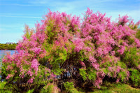 Tamarix flower seeds for soft pink garden blooms