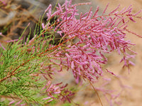 Tamarix seeds for home garden and landscape planting