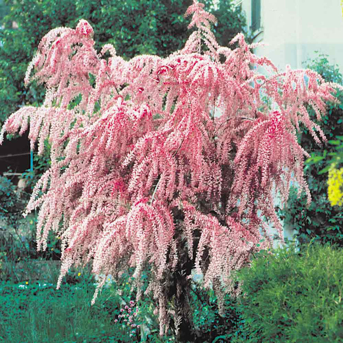 Easy to grow Tamarix shrub seeds
