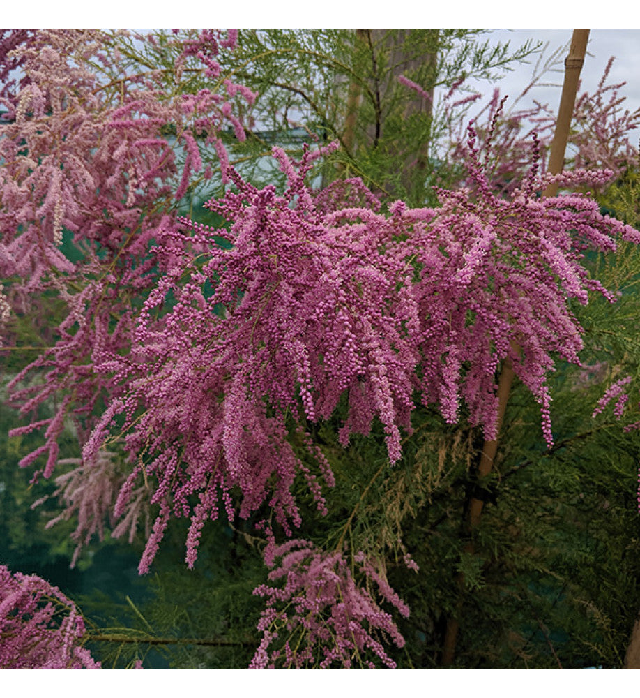 Tamarix Flower Seeds: Essential Planting Guide
