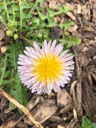 Taraxacum pseudoroseum Plant with Green Rosette Leaves