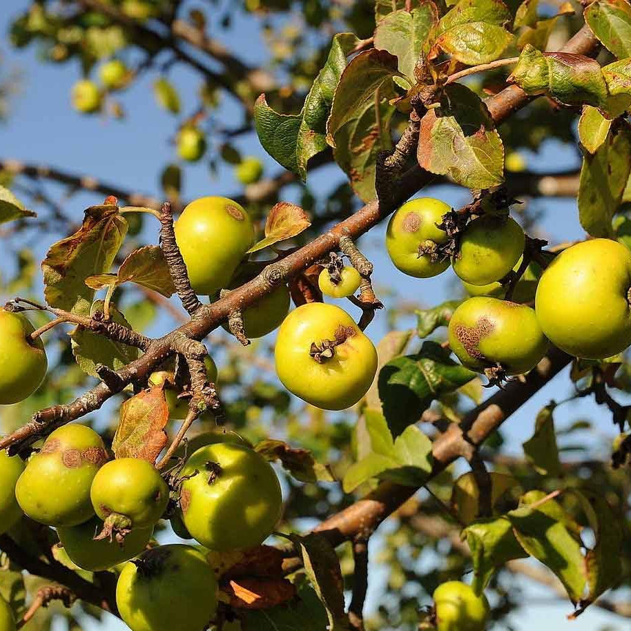 Tart crab apple seeds for planting hardy fruit trees