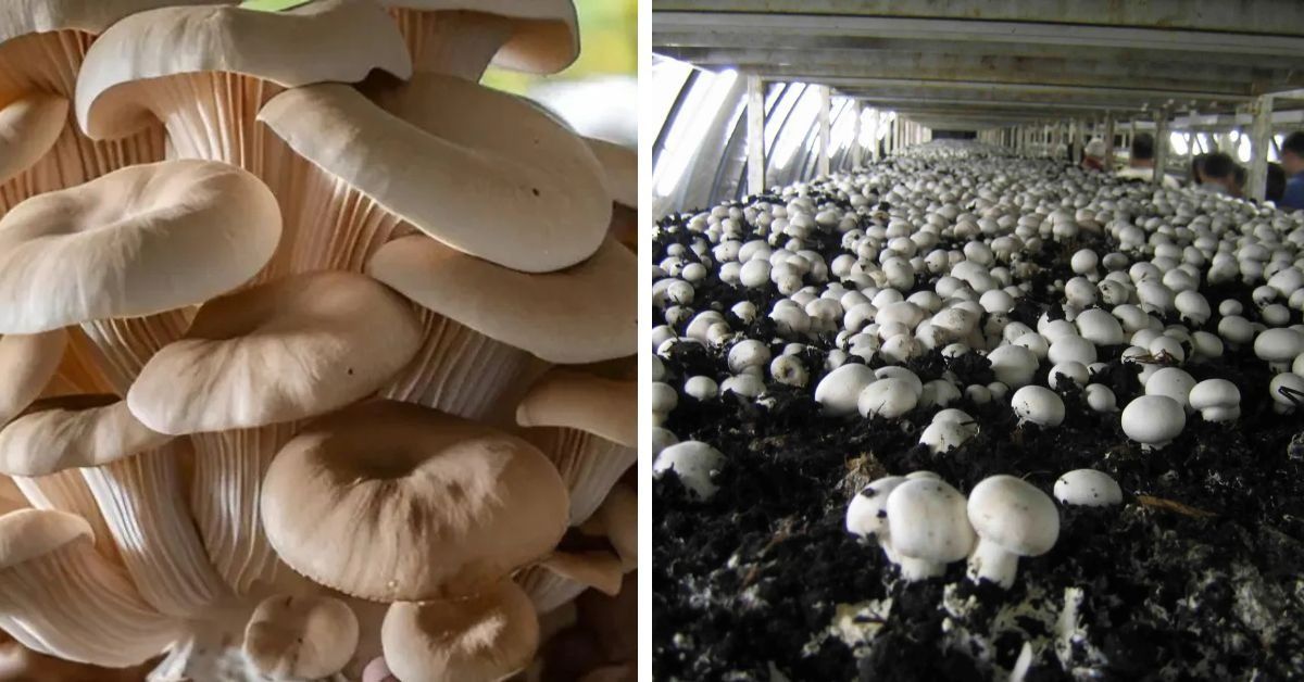 White Mushroom Vegetable Seeds for Easy Planting