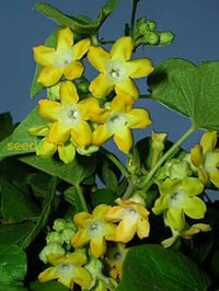 Telosma Cordata Flower Seeds For Planting - Premium Vibrant Blooms