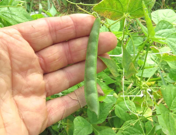Brown Tepary Bean Planting Seeds for Vegetables