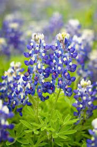 Texas Bluebonnet Flower Seeds For Planting  Vibrant Blue Blooms Your Garden