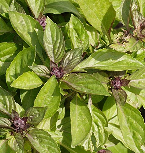 Purple flower spikes on Siam Queen Thai Basil plant
