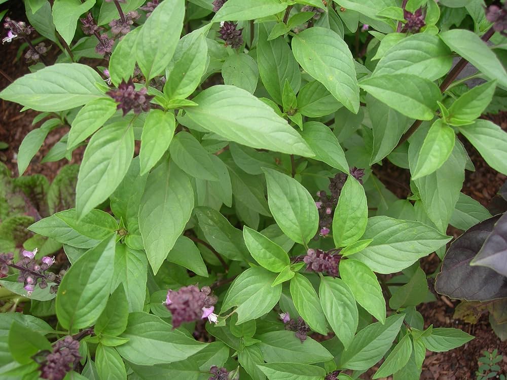 Thai Basil seeds Ocimum basilicum ornamental herb