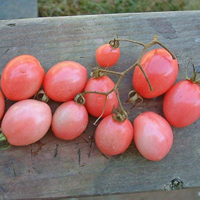 100 Pcs
