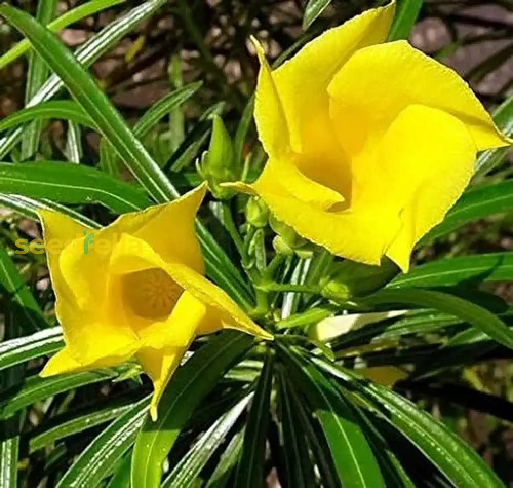 Thevetia Neriifolia Flower Seeds