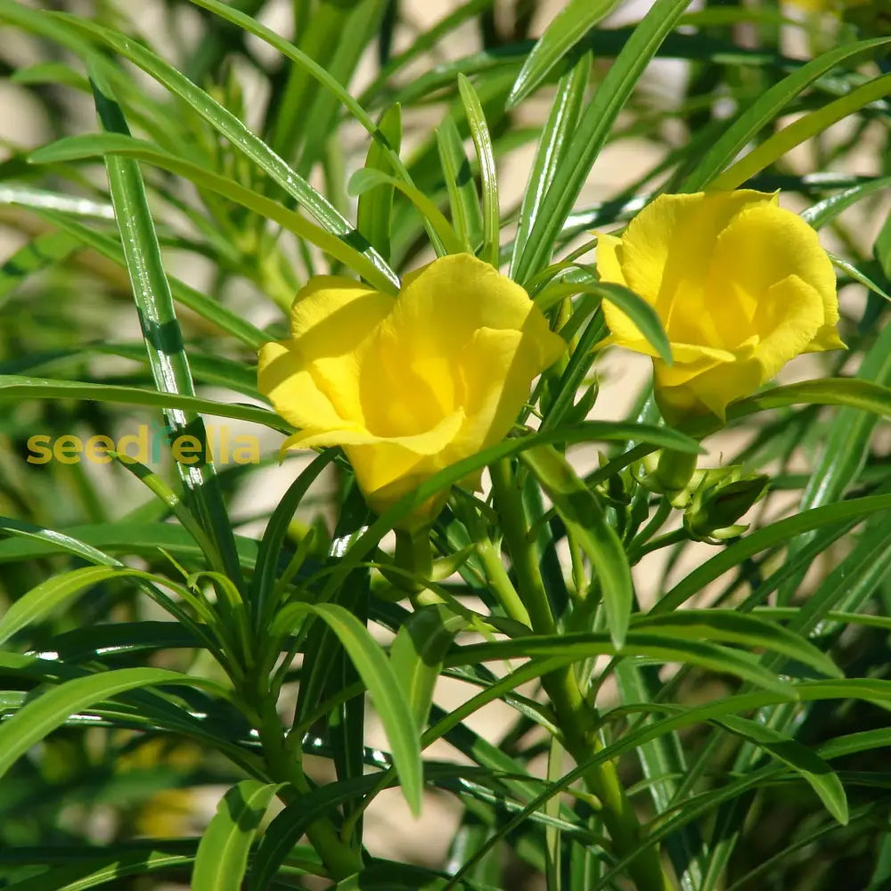 Thevetia Peruviana Flower Seeds For Planting  Vibrant Tropical Blooms