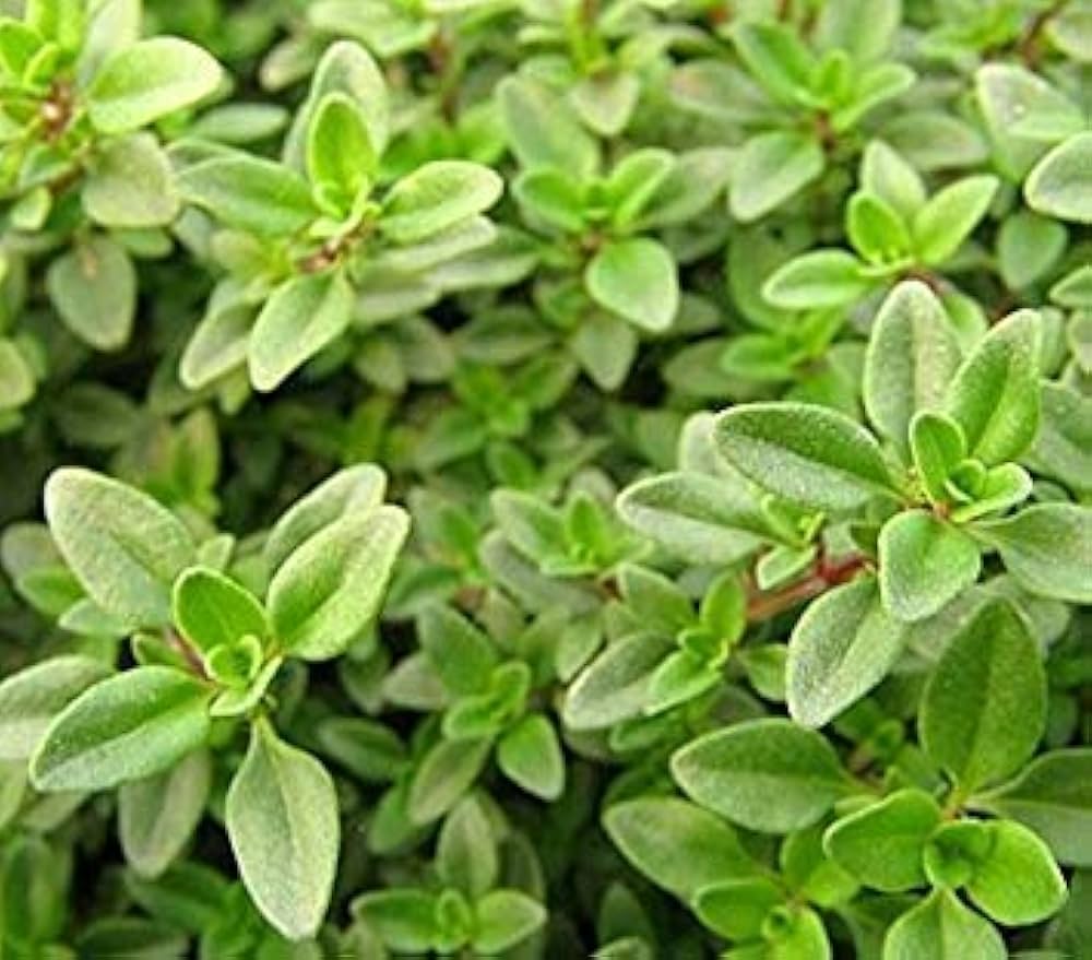 Thymus citriodorus groundcover plant grown from seeds