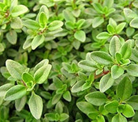 Thymus citriodorus groundcover plant grown from seeds