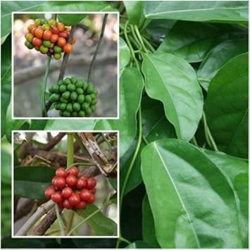 Tiliacora Triandra Vines Thriving in Outdoor Garden