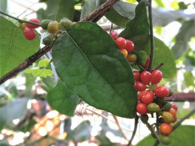 Premium Non-GMO Tiliacora Triandra Seeds Pack