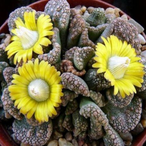 Titanopsis Fulleri Seeds for Easy Planting
