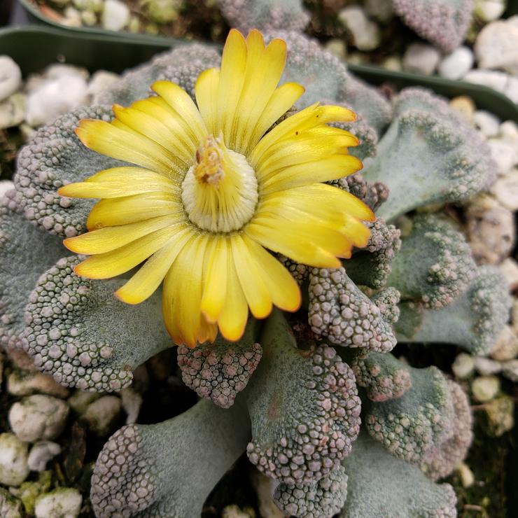 Titanopsis Fulleri Seeds for Easy Planting