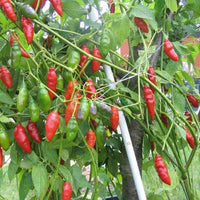Tobasco pepper seeds for planting