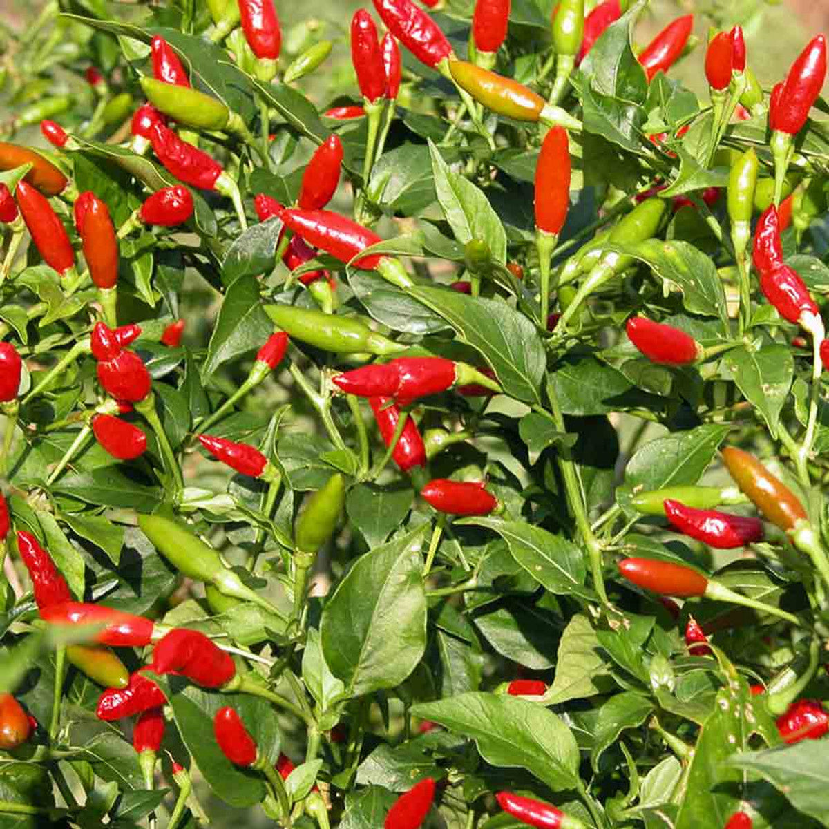Tobasco peppers growing on plant