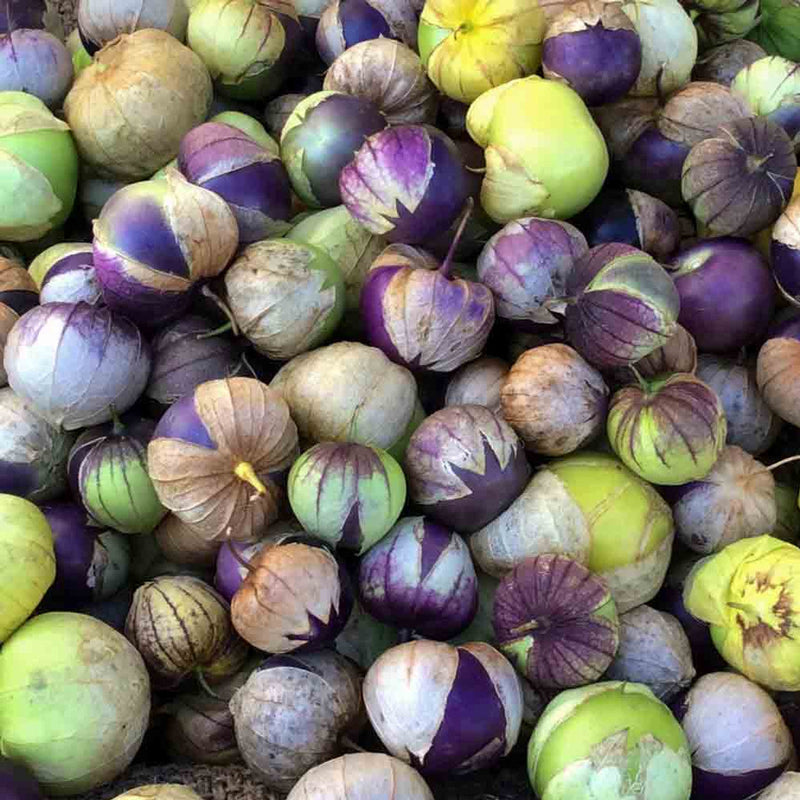 Purple tomatillo seedlings ready for transplanting