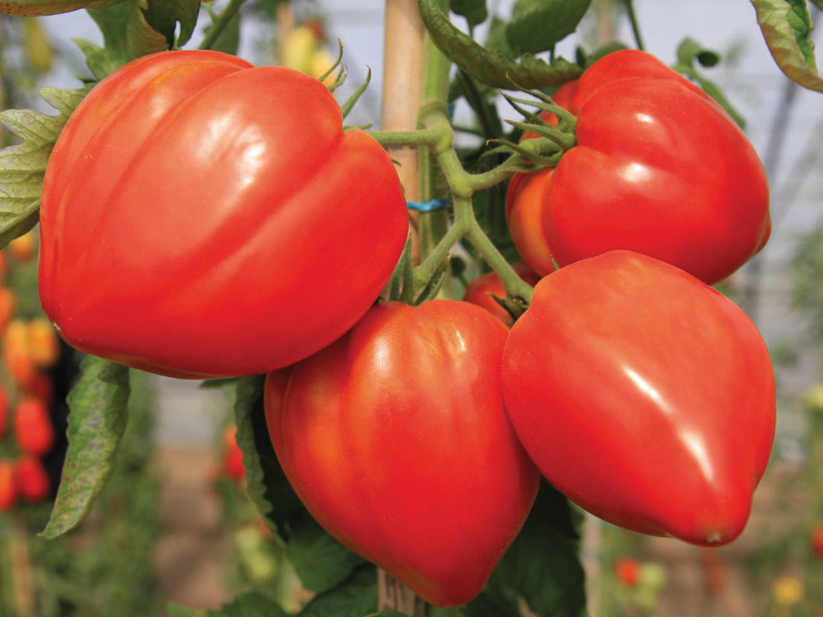 Heart Tomato Solanum lycopersicum Seeds for Planting in Vegetable Patch & Garden