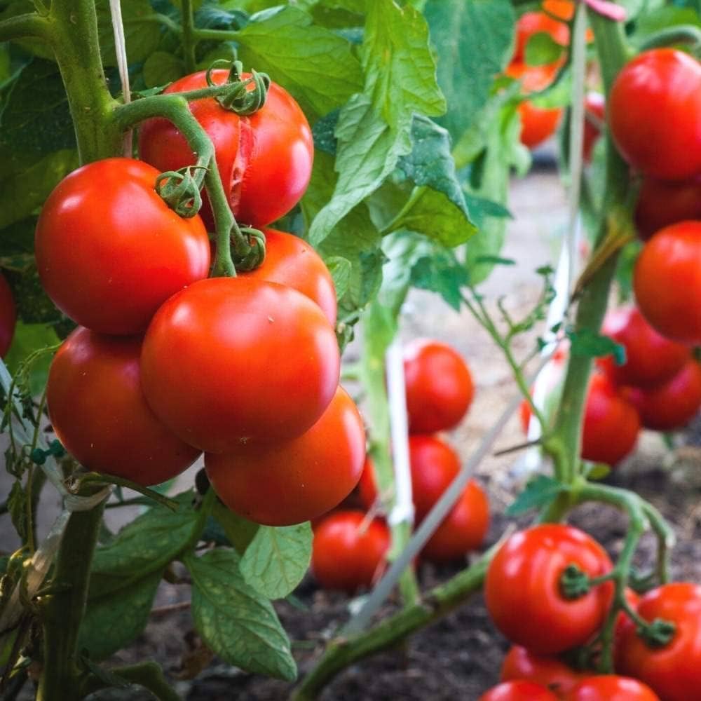Healthy Solanum lycopersicum tomato plant showing vigorous growth