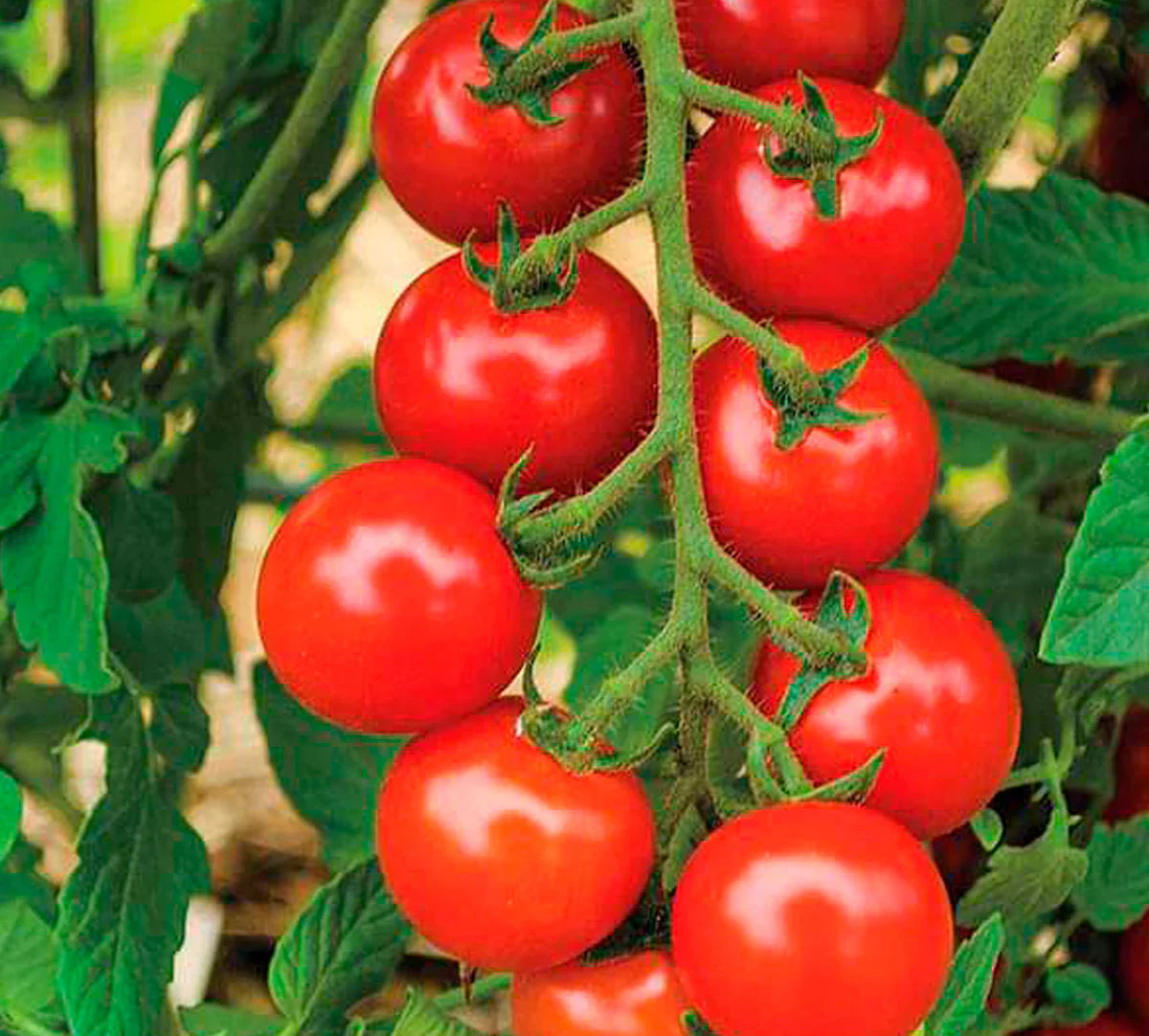 Mix Tomato Vegetable for Planting Seeds