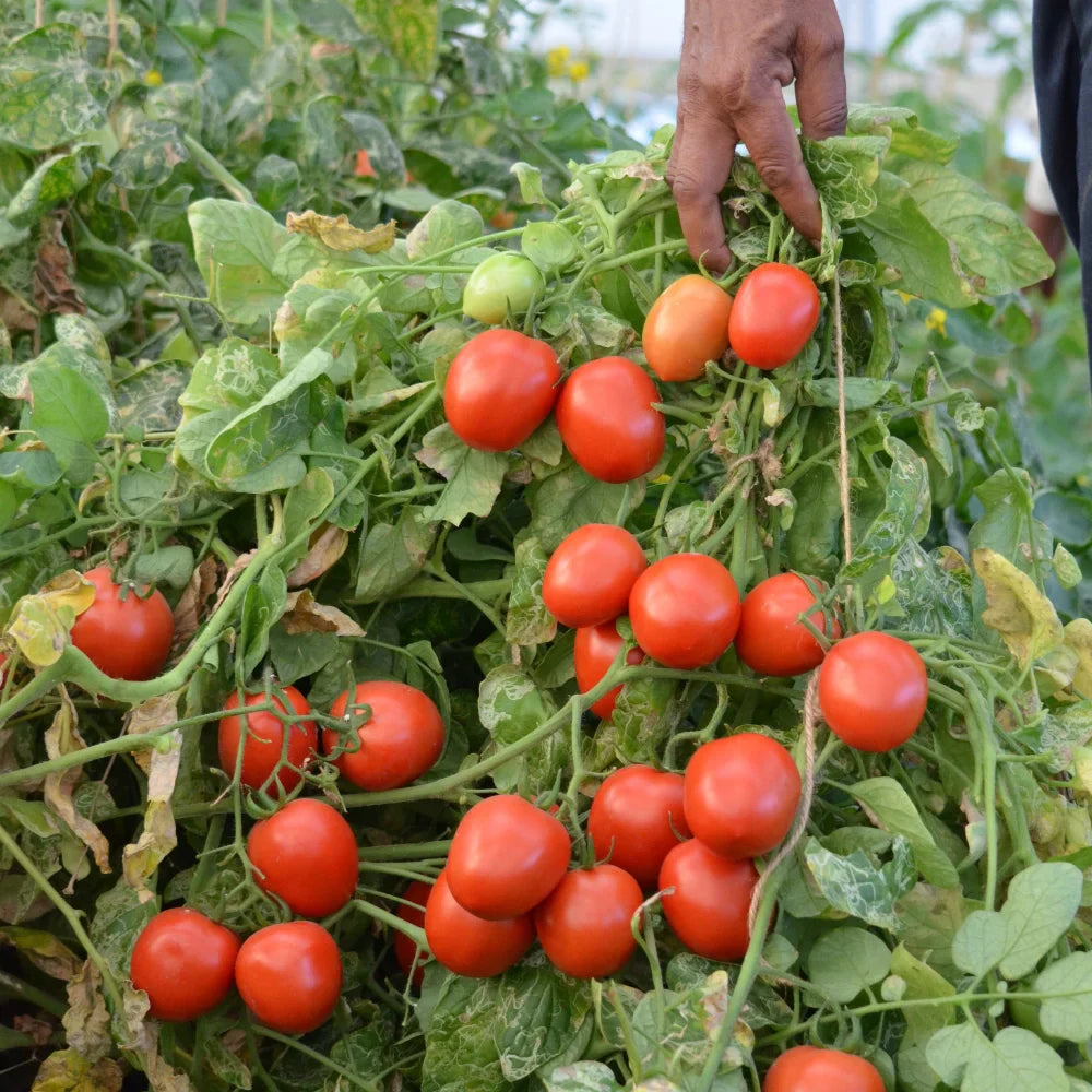 Rocoto Manzano Vegetable Seeds for Easy Planting