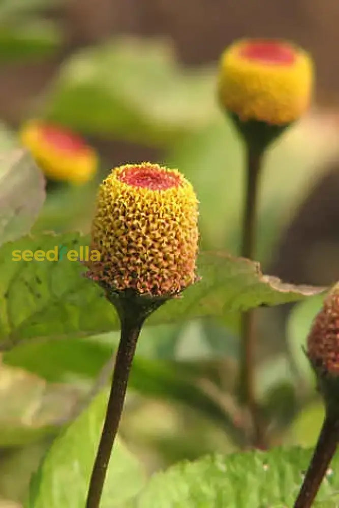 Toothache Plant For Natural Relief  Seeds Growing Your Own Herbal Remedy In Gardens Flower
