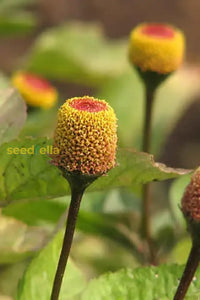Toothache Plant For Natural Relief  Seeds Growing Your Own Herbal Remedy In Gardens Flower