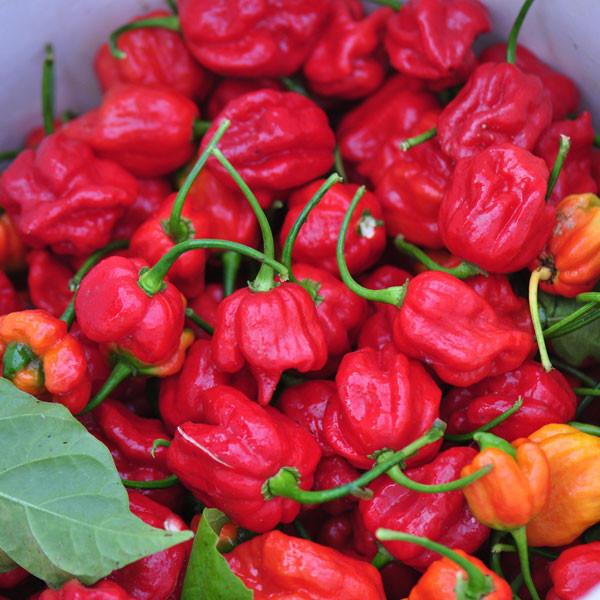 Red Trinidad Scorpion Seeds for Planting  Hot Pepper Variety