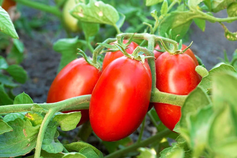 Trip-L-Crop Tomato seeds for home gardens