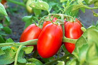 Trip-L-Crop Tomato seeds for home gardens