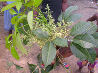 Tropical Hevea Brasiliensis Flower Seeds