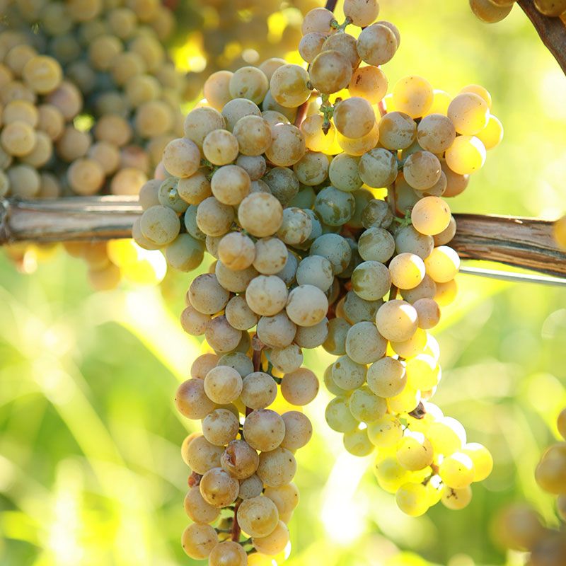 Tropical White Grape Seeds for Home Garden