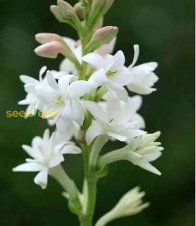 100 Pcs