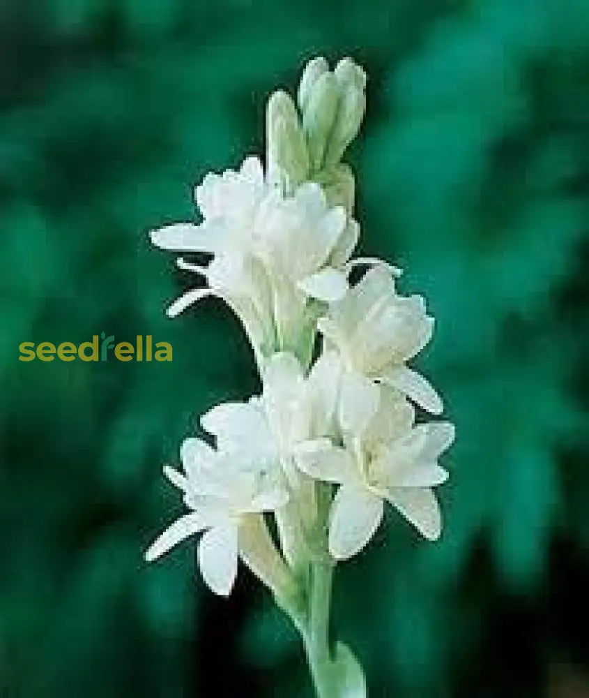 Tuberose Flower Seeds For Planting - Enchanting Fragrant Blooms Your Garden