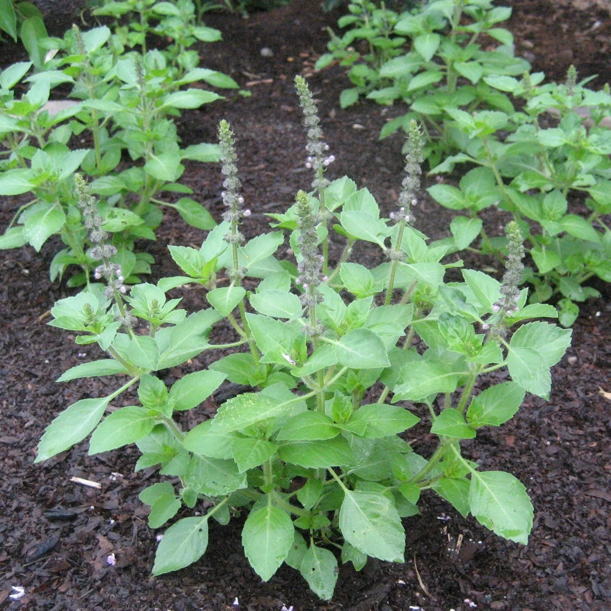 Close-Up of Tulasi Leaves