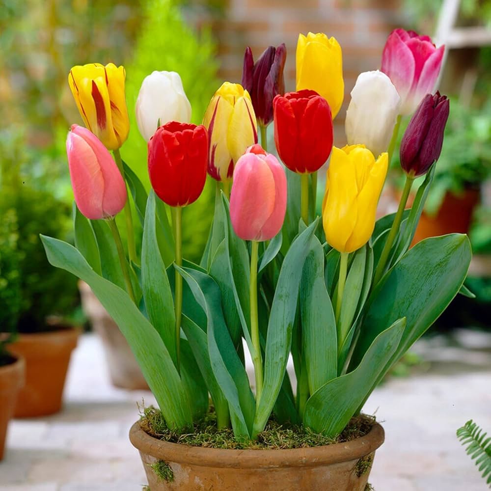 Tulip Red Seeds For Planting