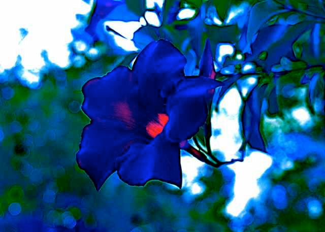 Blue Climbing Vine Seeds - Mandevilla Sanderi For Planting Flower