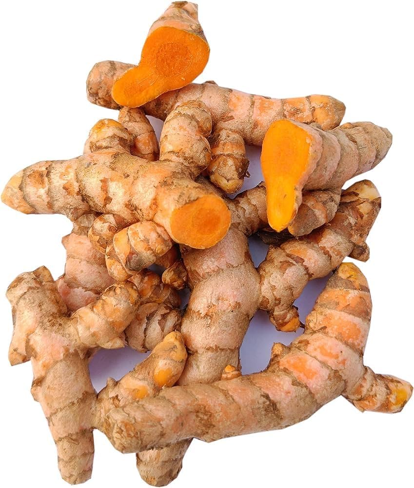 Turmeric herb plant with large green leaves