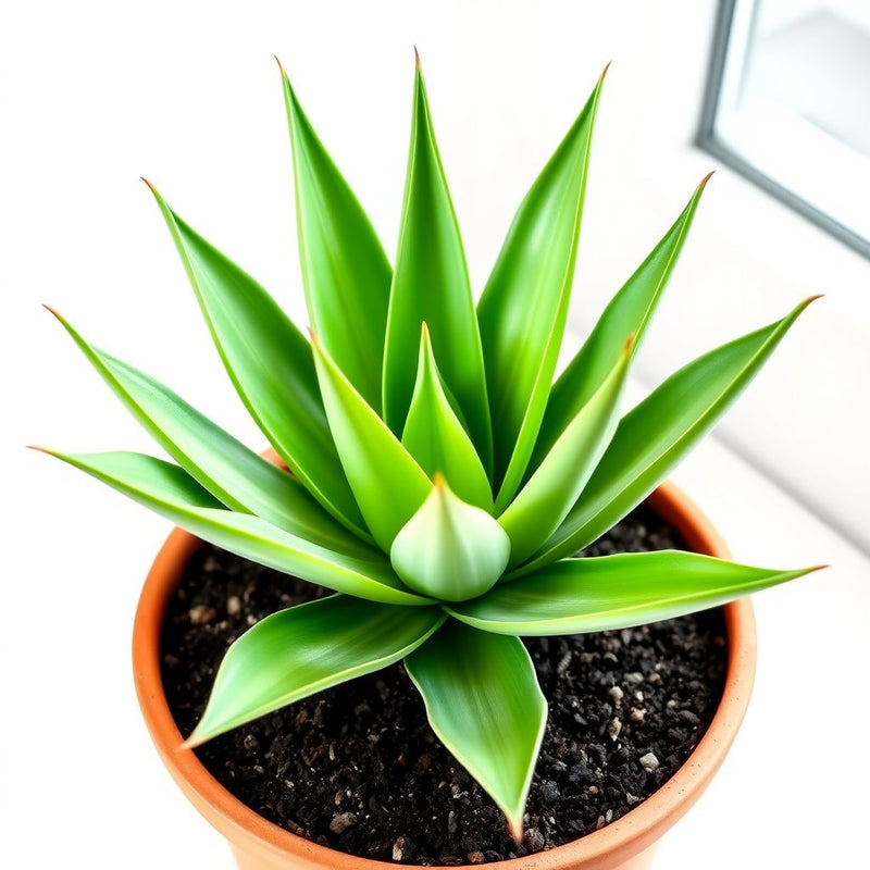 Agave Havardiana Succulent Flower seeds for Planting - Fragrant Blossoms, Heirloom & GMO Free Seeds for Home Garden