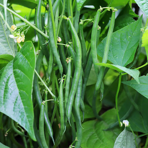Green Lake Bean Planting Seeds