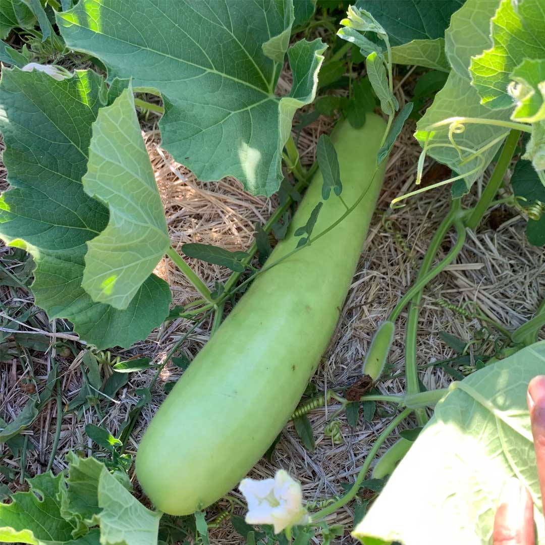 Green Bottle Gourd Vegetable Seeds for Easy Planting