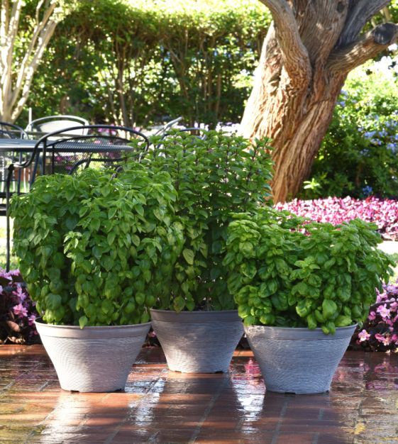 Upright basil with dense green foliage grown from seeds