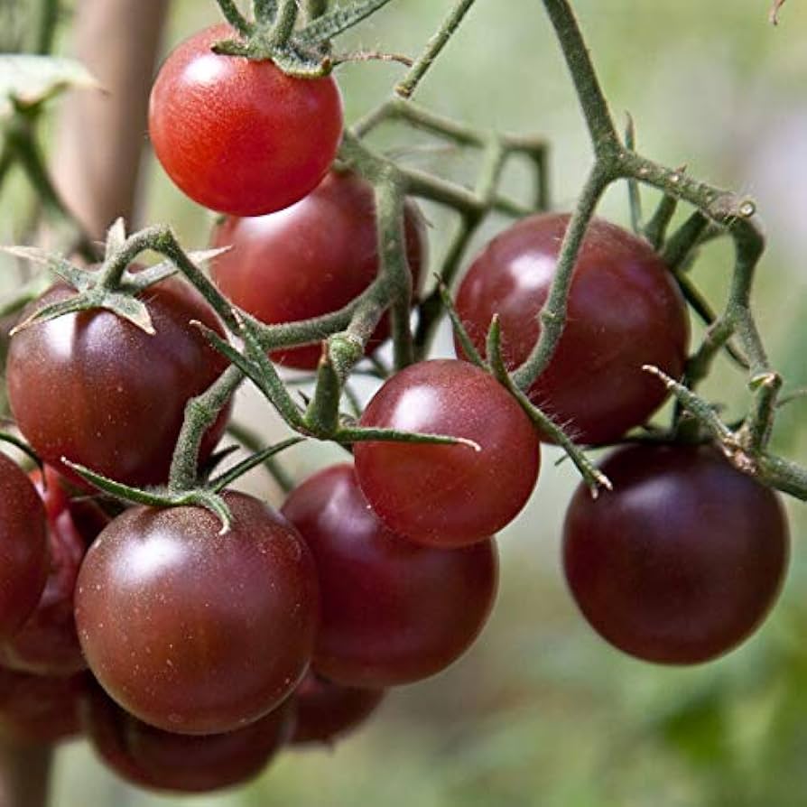 Chocolate tomato plants in an urban garden