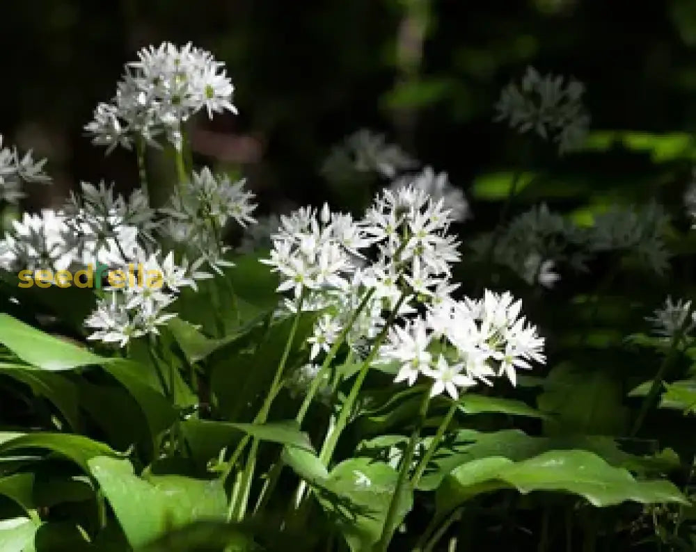 Ursinum Flower Planting Seeds - Vibrant Blooms For Your Garden