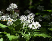 Ursinum Flower Planting Seeds - Vibrant Blooms For Your Garden
